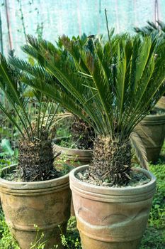 King sago palm big trunk trees in large pots