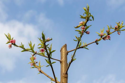 Branch full of peach fruit flowers