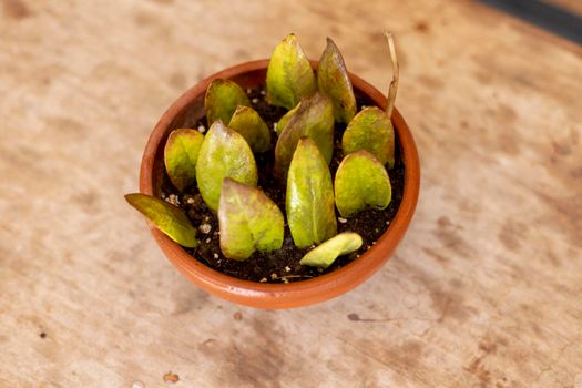 propagate Zamioculcas zamiifolia plant from a single leaf