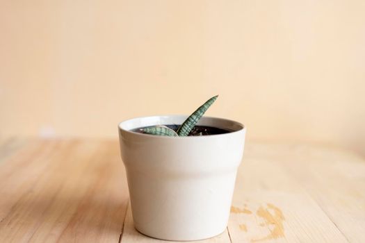 Sansevieria lavranos 1970 snake plant