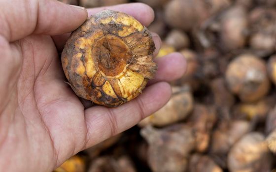 Holding a healthy glads bulb in hand