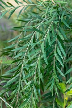 Green bottle brush plant branches closeup