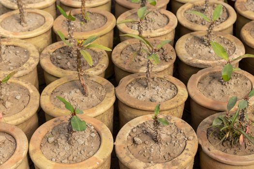 Propagating euphorbia milii plants in a pots