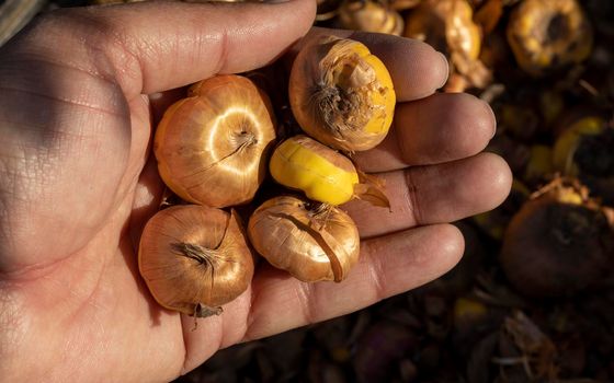 Summer flowering bulbs closeup view