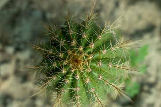 Golden torch cacti high angle view