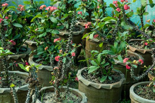 Euphorbia milii plants in large pots