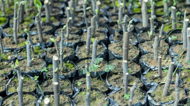 Fig fruit plants propagation from stem cuttings