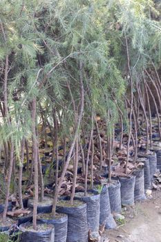 Cedar tree saplings in a plant nursery