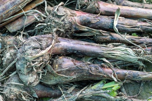 Banana fruit tree bare roots plants