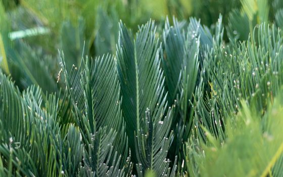 Sago palm lush green leaves foliage