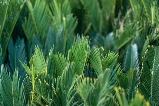 King sago palm lush green leaves background or wallpaper