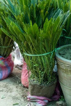 Japanese sago palm with rootstock