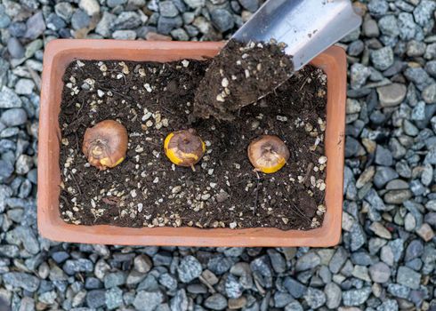 Planting mixed colored gladiolus bulbs in a pot