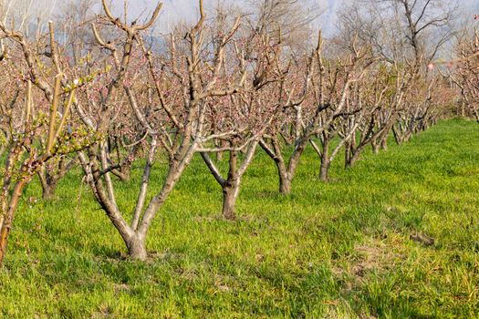 Farming a peach fruit orchard