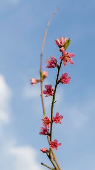 Flowers of a peach fruit tree