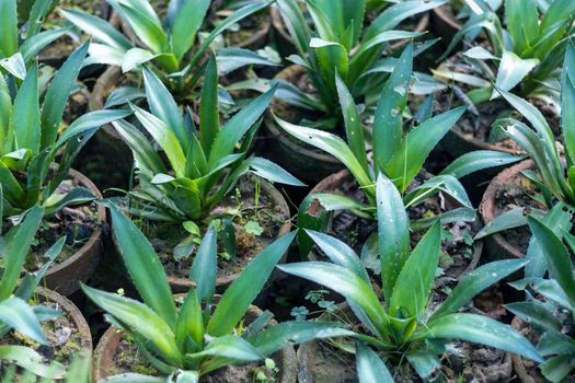 Agave plants growing in a plant nursery