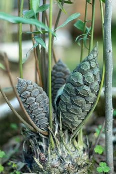 King sago palm seeds cone closeup