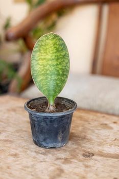 Sansevierias masoniana whale fine plant in a plastic pot