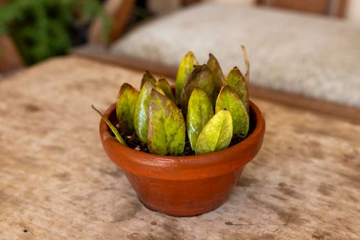 Propagation of zz plant from leaves