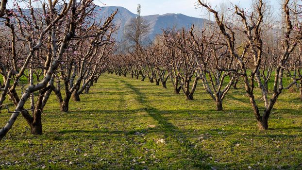 Peach trees planted in a row in the fruit orchard