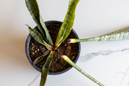 Overwater snakeplant in a pot high angle view