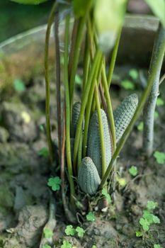 cycas revolta king sago palm seed cone