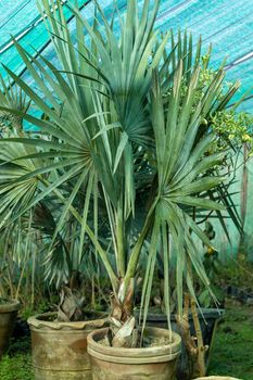 Silver bismarck palm leaves closeup