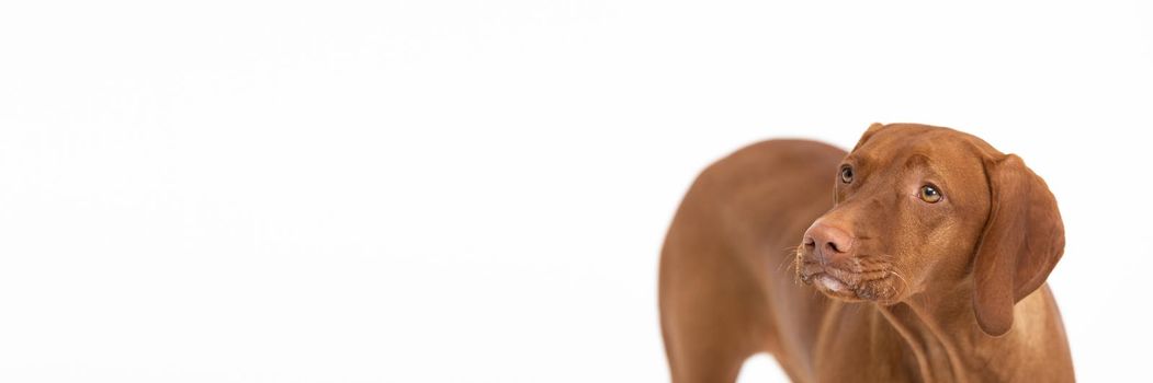 Panoramic frontal shot of a female dog's muzzle and back and torso. Close up view of the very head of a purebred female dog. Hungarian shorthaired gelding ideal hunting animal for hunters.