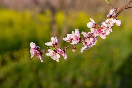 Peach fruit tree branch blossoms with selective focus and blur background