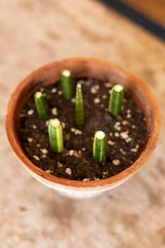 Variegated sansevieria cylindrica straight snake Plant propagation from stem cuttings