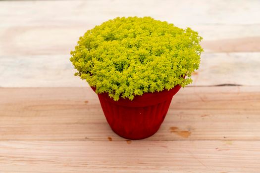 Yellow Stonecrop succulents in a pot