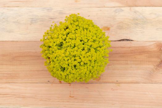 Sedum acre beautiful foliage succulents with wooden background