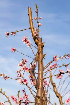 Flowering branch of peach fruit tree