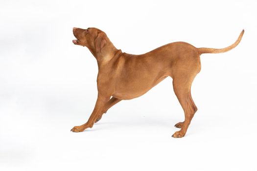 Female dog stands and barks. Open mouth. Side view. The Hungarian Shorthaired Pointer is a breed used in hunting. Isolated from the background.