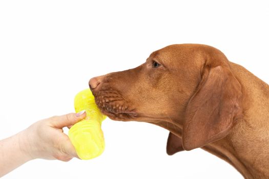 The dog checks by smell the object being served. The Hungarian Shorthaired Pointed Dog the ideal hunting animal for hunters. Close-up view of the very head of a purebred female dog.