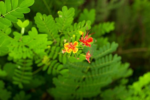 Green leaves and orange flowers of tropic acacia tree. Close up tropic background