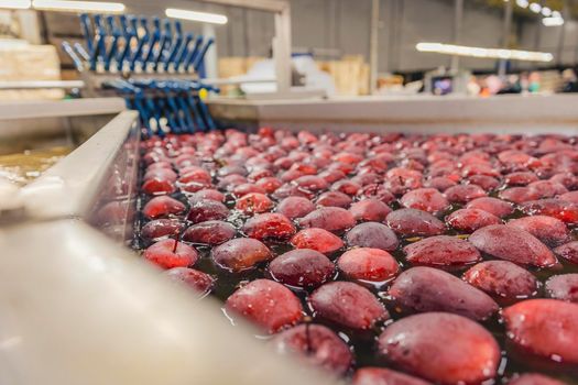 washing red apples in large quantities for further transfer to the packaging line, close-up