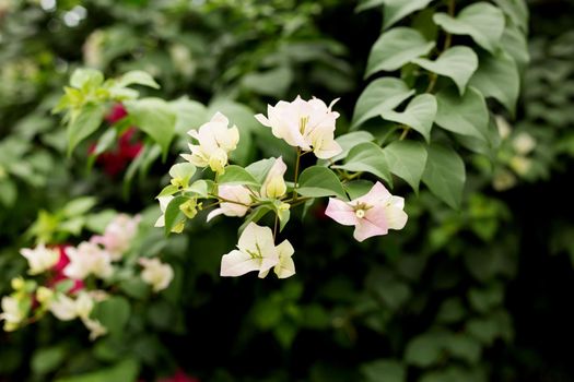 Blooming bougainvillea background. Light pink flowers