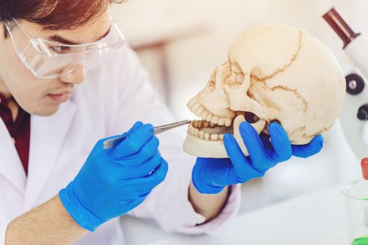 Physical anthropology Scientist study human teeth in ancient skull to define bone age in science lab