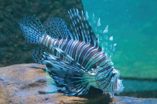 Beautiful lionfish swims in blue water, fish. Out of focus