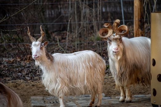 A pair of goats with curled horns and white fur are looking in the camera.