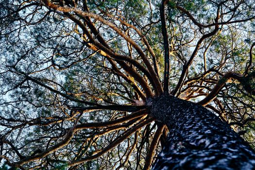 an evergreen coniferous tree that has clusters of long needle shaped leaves. Many kinds are grown for their soft timber, which is widely used for furniture and pulp, or for tar and turpentine