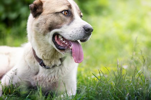 Friendly  Central Asian Shepherd dog profile portrait in the light green shining grass background