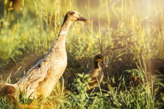 Duck with his little duck in a sunny meadow. Indian Runners are a breed of Anas platyrhynchos domesticus, the domestic duck.