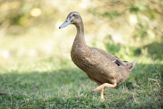 Indian runner duck in a field under the sunlight with a blurry background. Hunters of slugs, ideal for ecological and permaculture gardening.