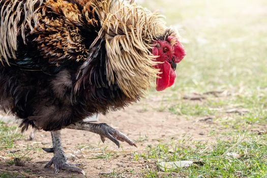 A big puffy cock in profile, moving forward and looking for food.