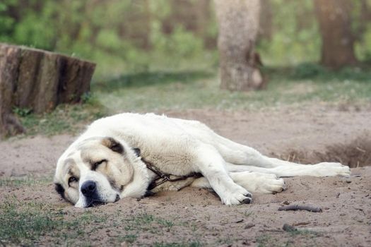 A lonesome dog is sleeping and tied to a chain next to rural yard. Dog is rescued from poor living conditions and is a symbol of animals rights.