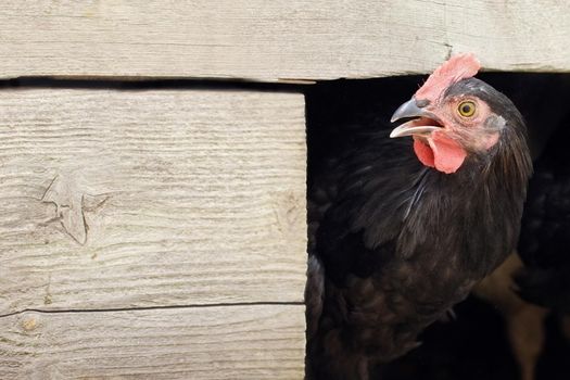 The black hen is surprised to announce the message, with free space on the board for the note