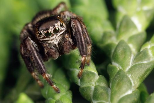 Hairy, black jumping spider sits on a thuja twig  and shows of eyes detail. Insect close up