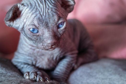 Dark sphynx newborn kitten laying on a bearing. Concept, cats breeding, pet care, love for animals